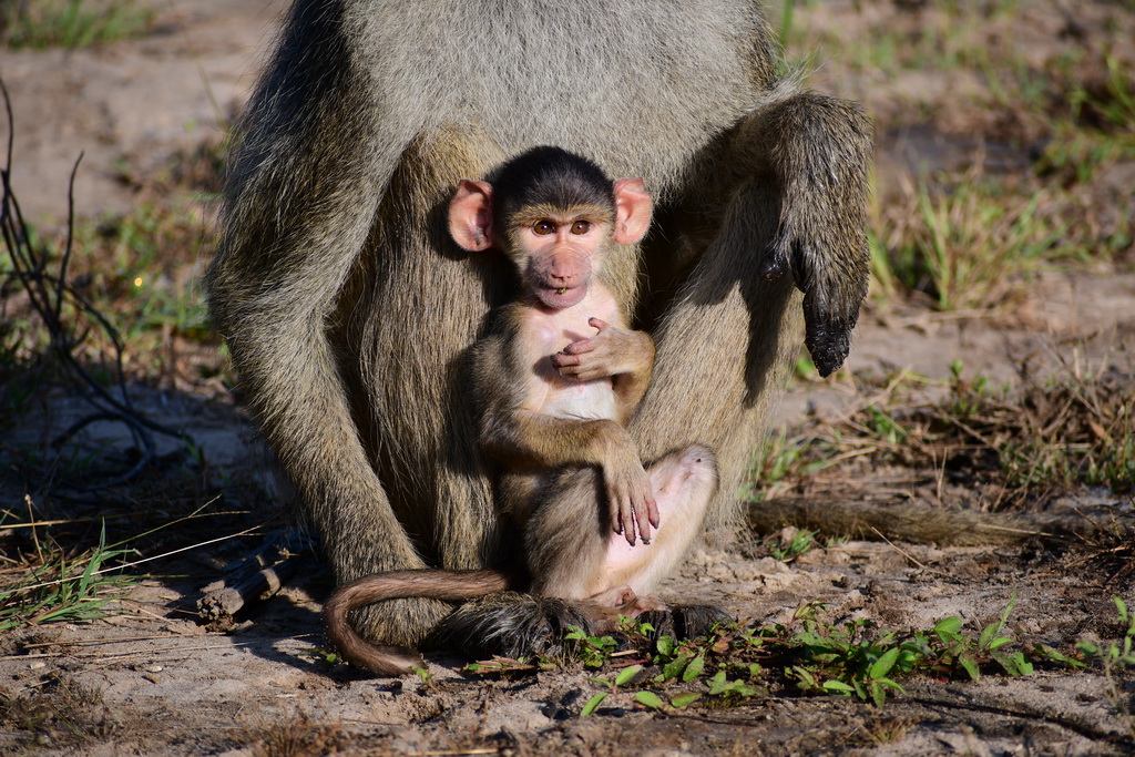 Selous NP